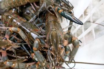 Budi daya lobster air tawar yang mudah dan menggiurkan