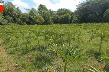 DPP Kabupaten Madiun imbau petani porang urus sertifikasi lahan