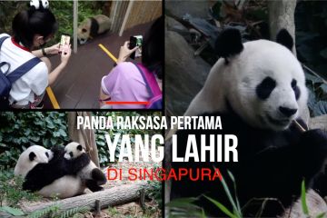 Panda raksasa pertama yang lahir di Singapura rayakan usia 7 bulan