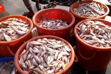 Peneliti temukan mikroplastik pada ikan di lepas pantai Mumbai