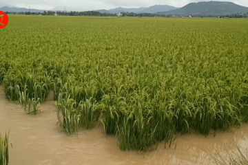 Ratusan hektar sawah siap panen di Kabupaten Serang terendam banjir