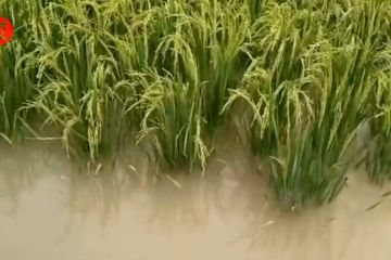Bantuan benih dan pengganti biaya produksi bagi petani korban banjir