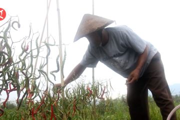 Petani cabai di Halmahera Selatan butuh bantuan pupuk dan pestisida