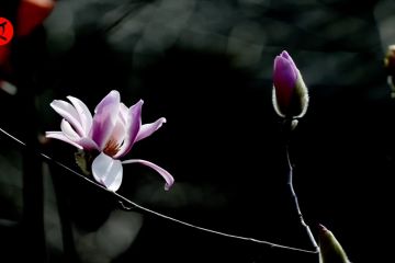 Pohon magnolia berusia 400 tahun mekar sempurna di Shaanxi