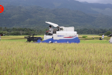 Ada KUR, petani tak harus bergantung pada subsidi pemerintah