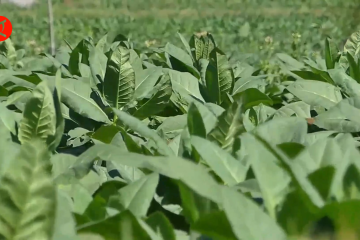 Sinergitas industri dan petani dongkrak harga jual tembakau