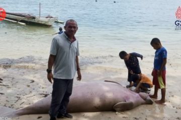 Duyung mati di Morotai, BKSDA Maluku belum tahu penyebabnya