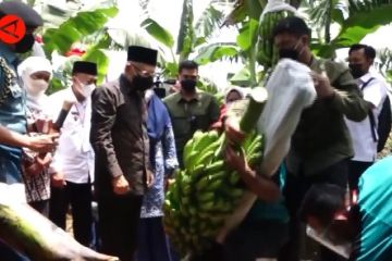 Panen pisang cavendish perdana di Ponorogo, Wapres dukung ekspor