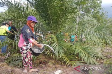 Pemerintah dorong inovasi dalam praktik sawit berkelanjutan