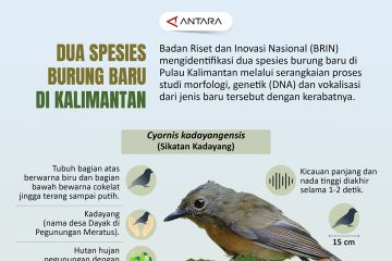 Dua spesies burung baru di Kalimantan