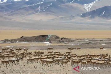 Ribuan antelop Tibet muncul di Gerze