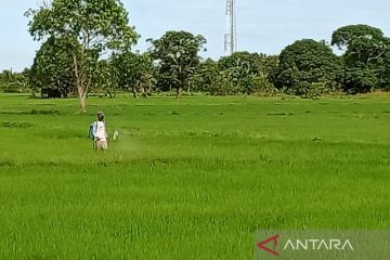 Badan Pangan Nasional dorong urgensi pengembangan "food estate"