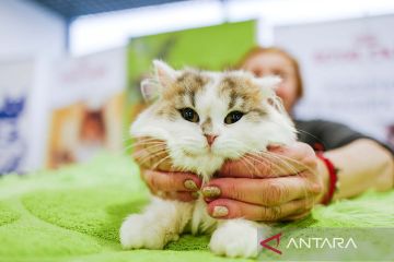 Pameran kucing di Moskow