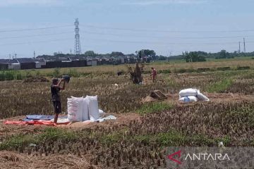 Bulog Cirebon serap 540 ton beras petani pada masa panen raya