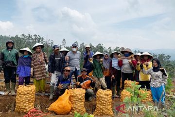 Pemupukan berimbang Pupuk Indonesia hasilkan kentang super di Garut