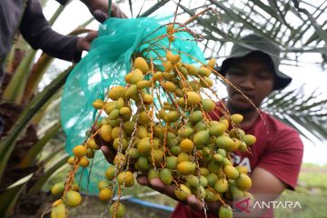 Panen buah kurma di Aceh Besar