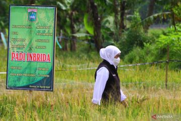 BRIN: Peningkatan adopsi padi hibrida dukung ketahanan pangan nasional