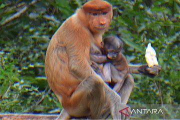 Seekor bayi bekantan lahir di luar kawasan konservasi Pulau Curiak