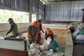 Kementan bersama Kostraling dan Bulog serap gabah petani di Ngawi