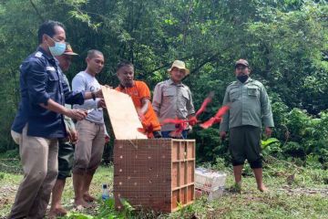 25 nuri maluku dilepas di Suaka Alam Masbait