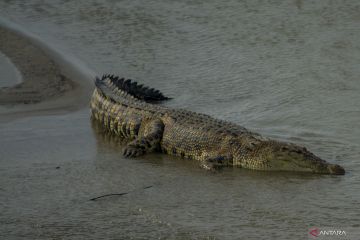 11 buaya di Banyuasin Sumsel tertangkap