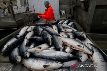 Jepang dan Rusia akan lanjutkan negosiasi kuota ikan salmon, trout