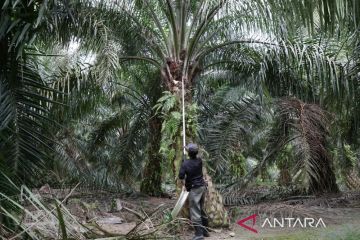 Malaysia segera tuntaskan rekrutmen pekerja asing dari tiga negara