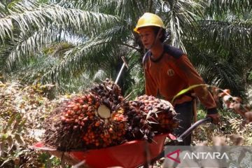 Guru Besar: Saatnya minyak sawit masuk ke pasar Eropa