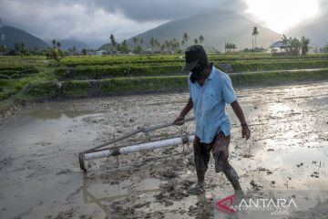 BRIN manfaatkan pengindraan jauh untuk pantau pertumbuhan padi