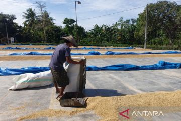 NFA minta Bulog optimalkan serapan gabah petani Rp4.200 per kg