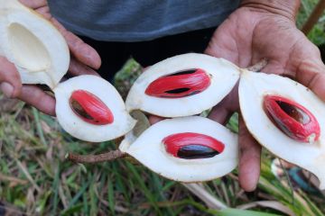 Jurus jebolan Masterchef berkreasi di dapur memanfaatkan buah pala