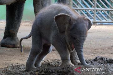 Kelahiran anak Gajah Sumatra di Bali Zoo