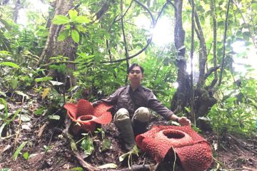 Cagar Alam Batang Palupuh surga flora langka di Ranah Minang