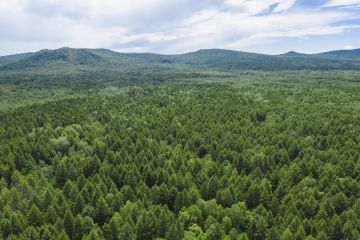 40.000 hektare hutan di seluruh China akan dihijaukan kembali