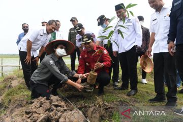 Banyuasin buat demplot budidaya ikan dan mina padi di lahan gambut