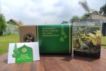 Inspirasi "hampers" Lebaran, ikan guppy