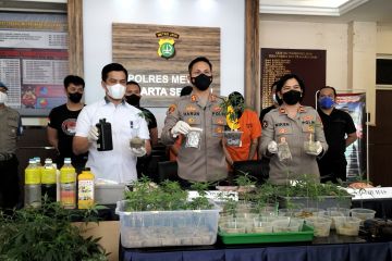 Polrestro Jaksel bongkar praktek "budidaya" ganja di apartemen Bekasi