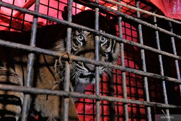 Penyelamatan harimau sumatra di Jambi