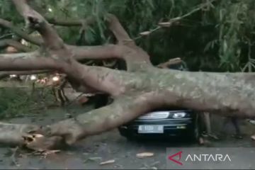 Pohon besar tumbang timpa kendaraan di jalur mudik Garut-Tasikmalaya