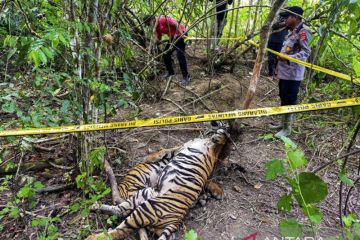 Aktivis lingkungan minta polisi tangkap pelaku matinya harimau di Aceh