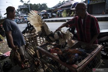 Guru Besar IPB ingatkan pentingnya modernisasi produksi unggas