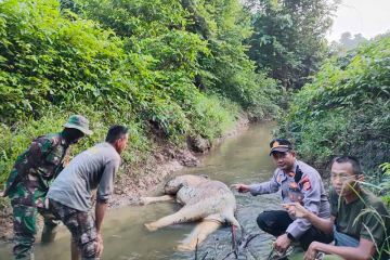 Polisi: Seekor gajah ditemukan mati di Aceh Timur