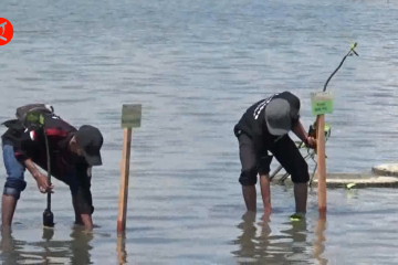 Aksi penanaman ribuan mangrove di Pesisir Soropia