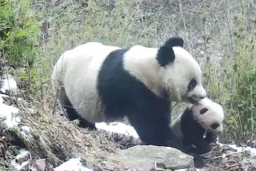 Panda raksasa liar berusia 3 bulan terlihat di Sichuan