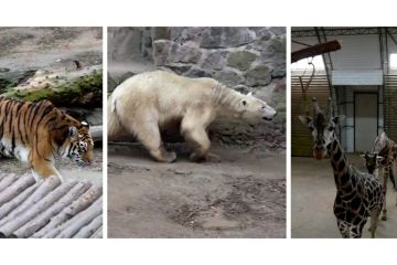 Di tengah perang, staf kebun binatang Ukraina bertahan menjaga hewan