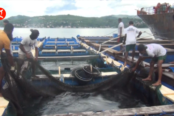 Lolos uji mutu, 18 ton ikan hidup dikirim dari Ambon ke Hongkong