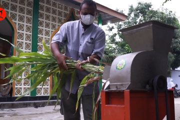 Mengolah tanaman Sorgum menjadi pakan ternak