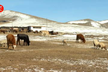 Mongolia berperang dengan wabah penyakit menular pada hewan