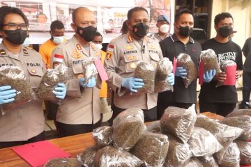 Polresta Jayapura tangkap 5 WNA penyelundup 21 kg ganja