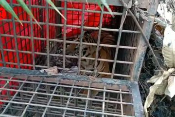 BKSDA Jambi segera lepasliarkan Harimau Sumatera yang masuk perangkap